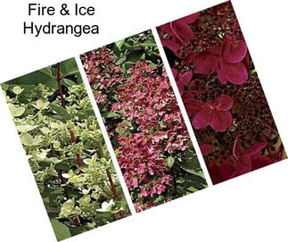 Fire & Ice Hydrangea