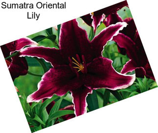 Sumatra Oriental Lily