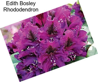 Edith Bosley Rhododendron