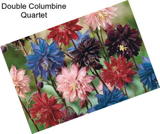 Double Columbine Quartet