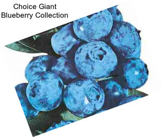 Choice Giant Blueberry Collection