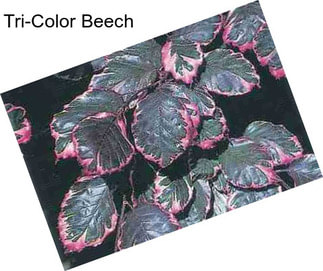 Tri-Color Beech