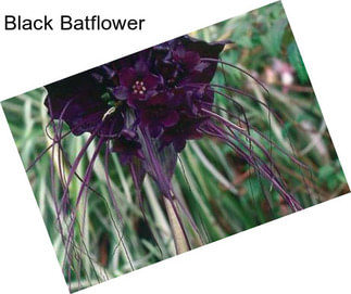 Black Batflower