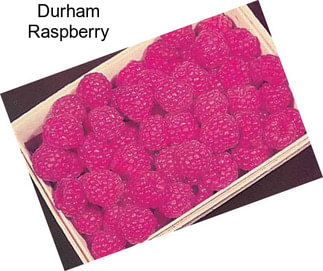 Durham Raspberry