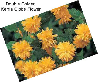 Double Golden Kerria Globe Flower