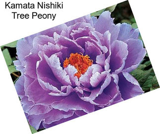 Kamata Nishiki Tree Peony