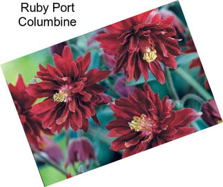 Ruby Port Columbine
