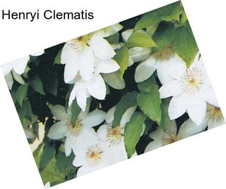 Henryi Clematis