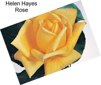 Helen Hayes Rose