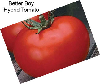 Better Boy Hybrid Tomato