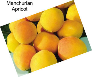Manchurian Apricot
