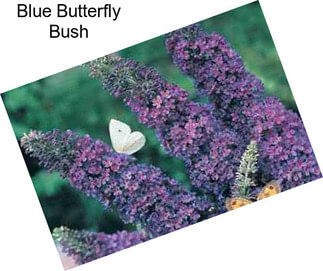 Blue Butterfly Bush