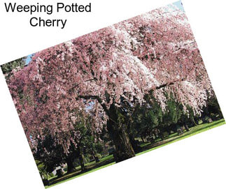 Weeping Potted Cherry