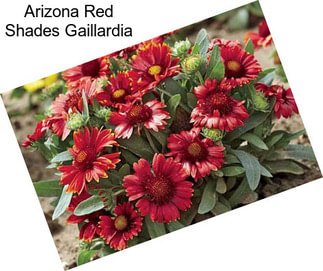 Arizona Red Shades Gaillardia