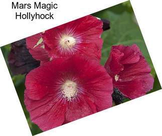 Mars Magic Hollyhock