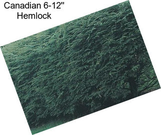 Canadian 6-12\'\' Hemlock