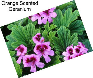 Orange Scented Geranium