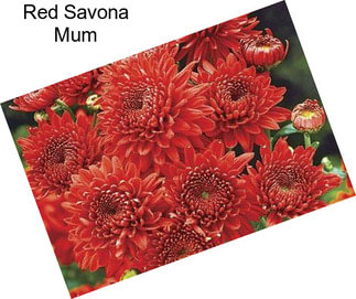 Red Savona Mum