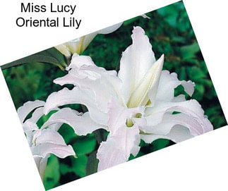 Miss Lucy Oriental Lily