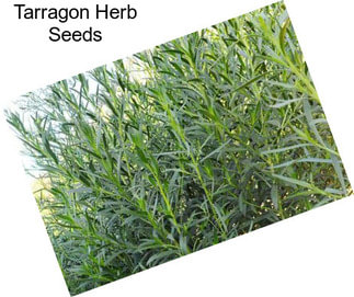 Tarragon Herb Seeds