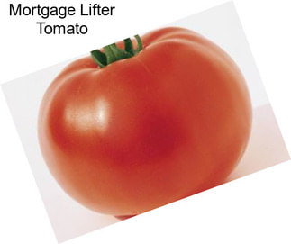 Mortgage Lifter Tomato