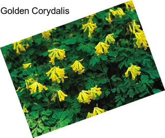 Golden Corydalis