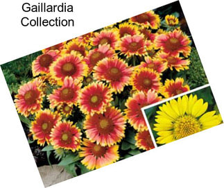 Gaillardia Collection