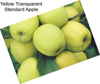 Yellow Transparent Standard Apple