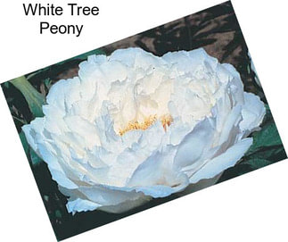 White Tree Peony