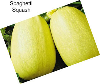 Spaghetti Squash