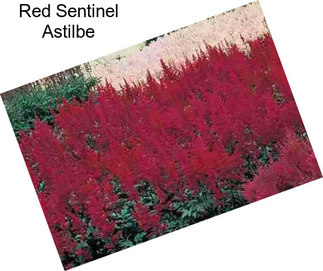 Red Sentinel Astilbe