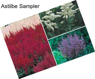 Astilbe Sampler