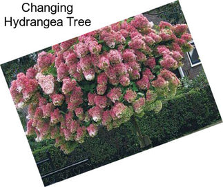 Changing Hydrangea Tree