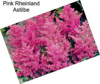 Pink Rheinland Astilbe