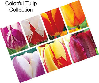 Colorful Tulip Collection