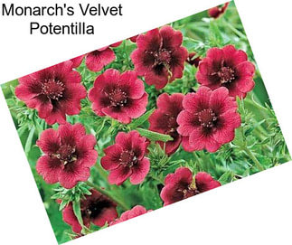 Monarch\'s Velvet Potentilla