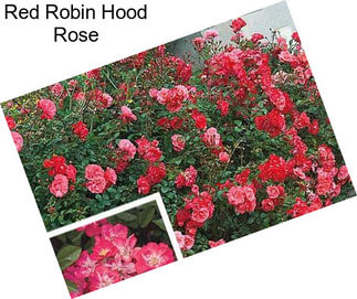 Red Robin Hood Rose