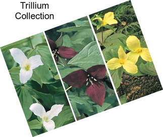 Trillium Collection