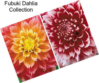 Fubuki Dahlia Collection