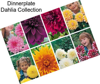 Dinnerplate Dahlia Collection