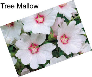 Tree Mallow