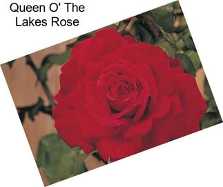 Queen O\' The Lakes Rose