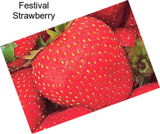 Festival Strawberry