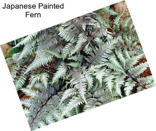 Japanese Painted Fern