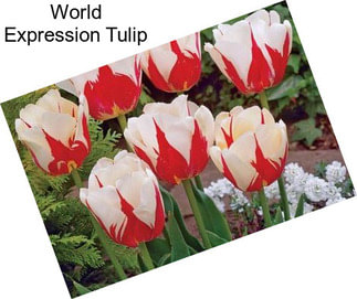 World Expression Tulip