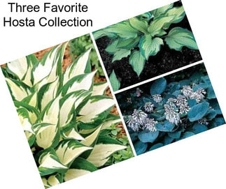 Three Favorite Hosta Collection