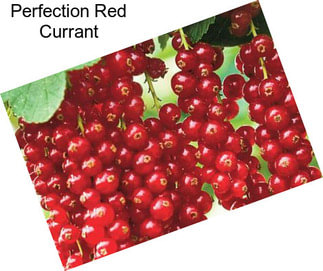 Perfection Red Currant