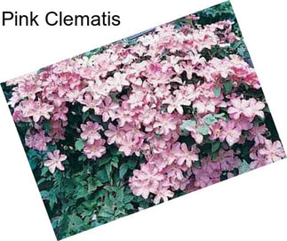 Pink Clematis