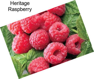 Heritage Raspberry