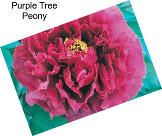 Purple Tree Peony